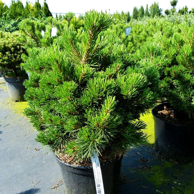Zwerg Berg-Kiefer 'Liliput' (Pinus mugo)