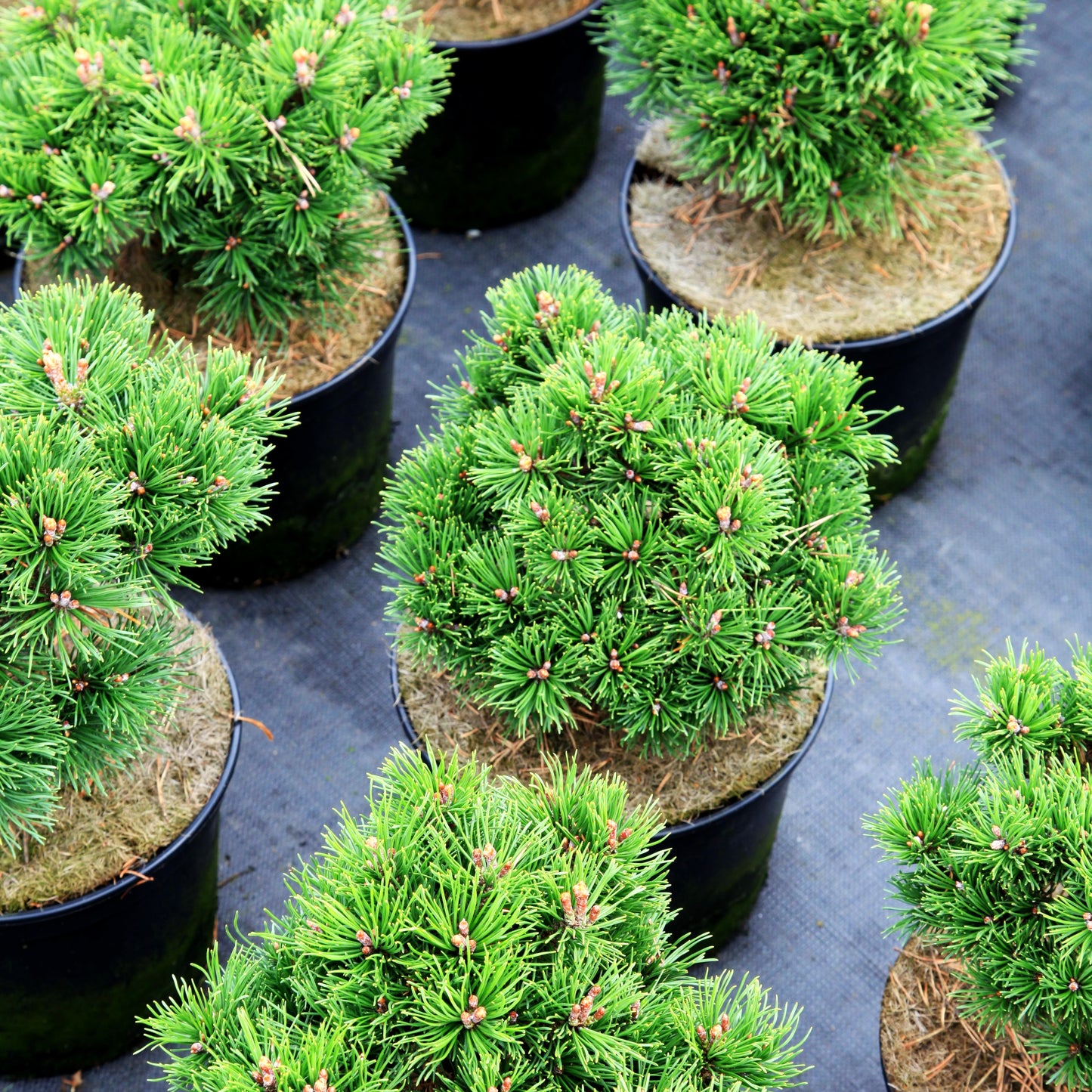 Zwerg Berg-Kiefer 'Liliput' (Pinus mugo)