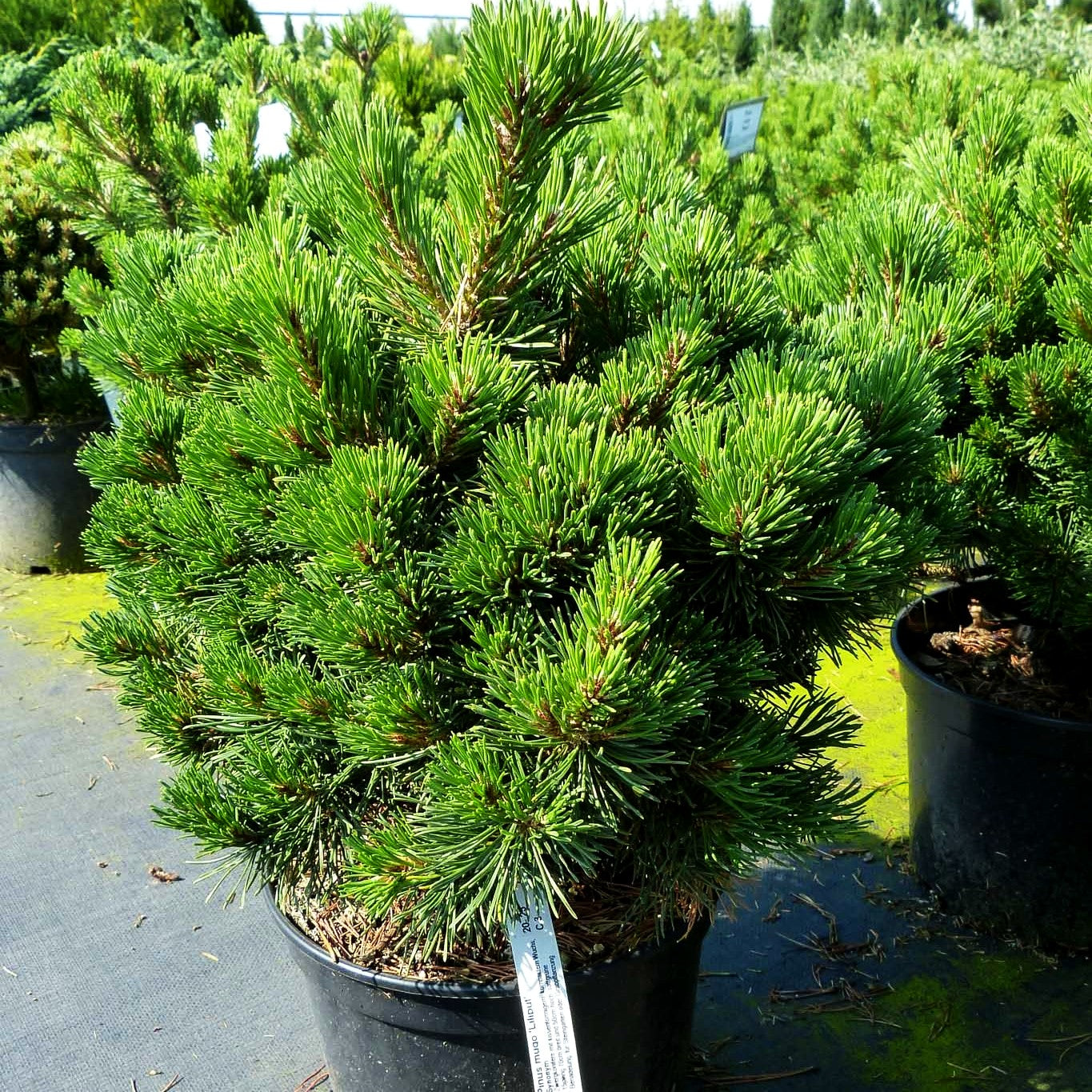 Zwerg Berg-Kiefer 'Liliput' (Pinus mugo)