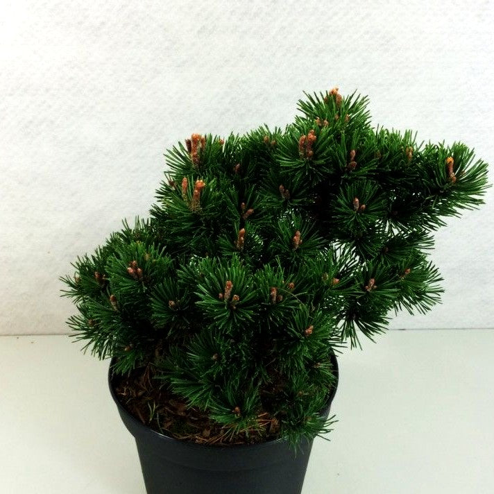 Zwerg Berg-Kiefer 'Liliput' (Pinus mugo)
