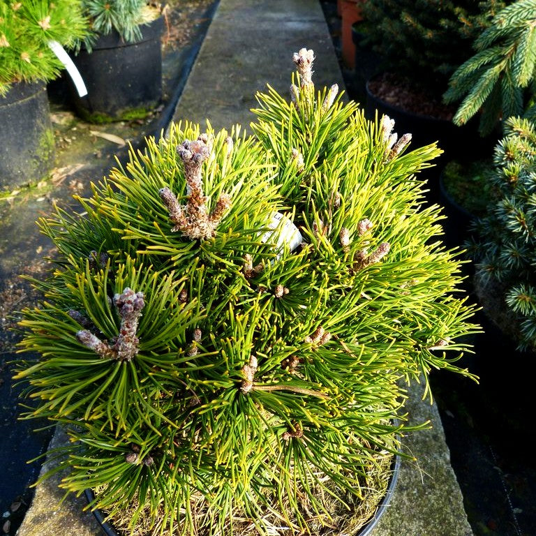Zwerg Berg-Kiefer 'Liliput' (Pinus mugo)