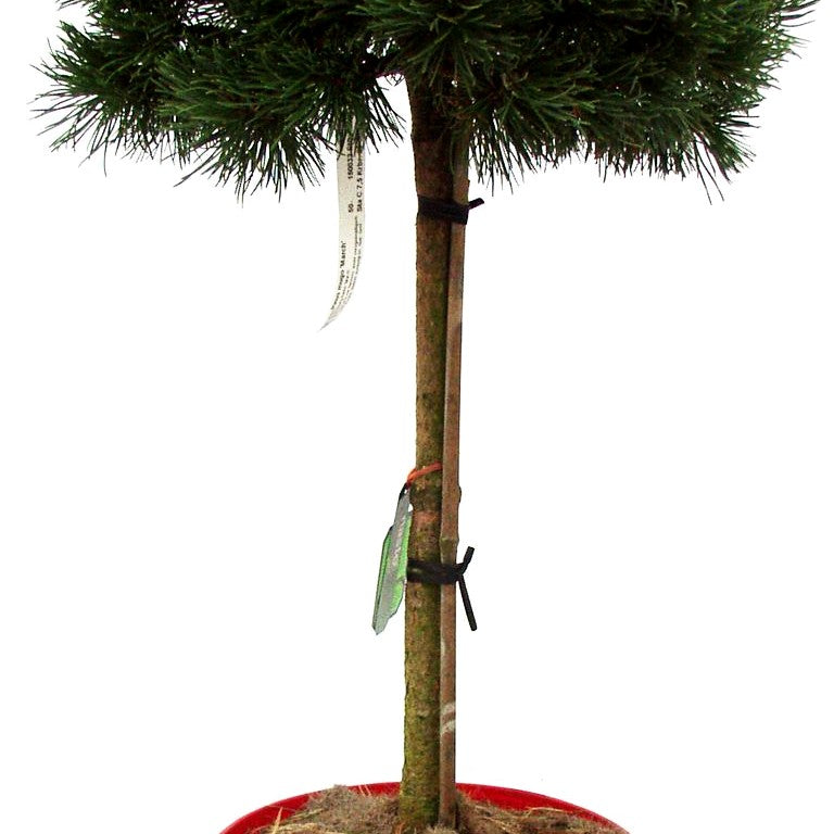 Zwerg-Berg-Kiefer 'March' (Pinus mugo)