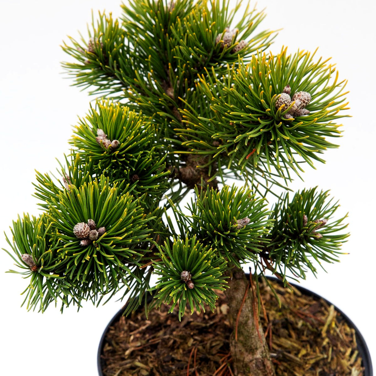 Zwerg-Berg-Kiefer 'March' (Pinus mugo)