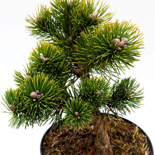 Zwerg-Berg-Kiefer 'March' (Pinus mugo)