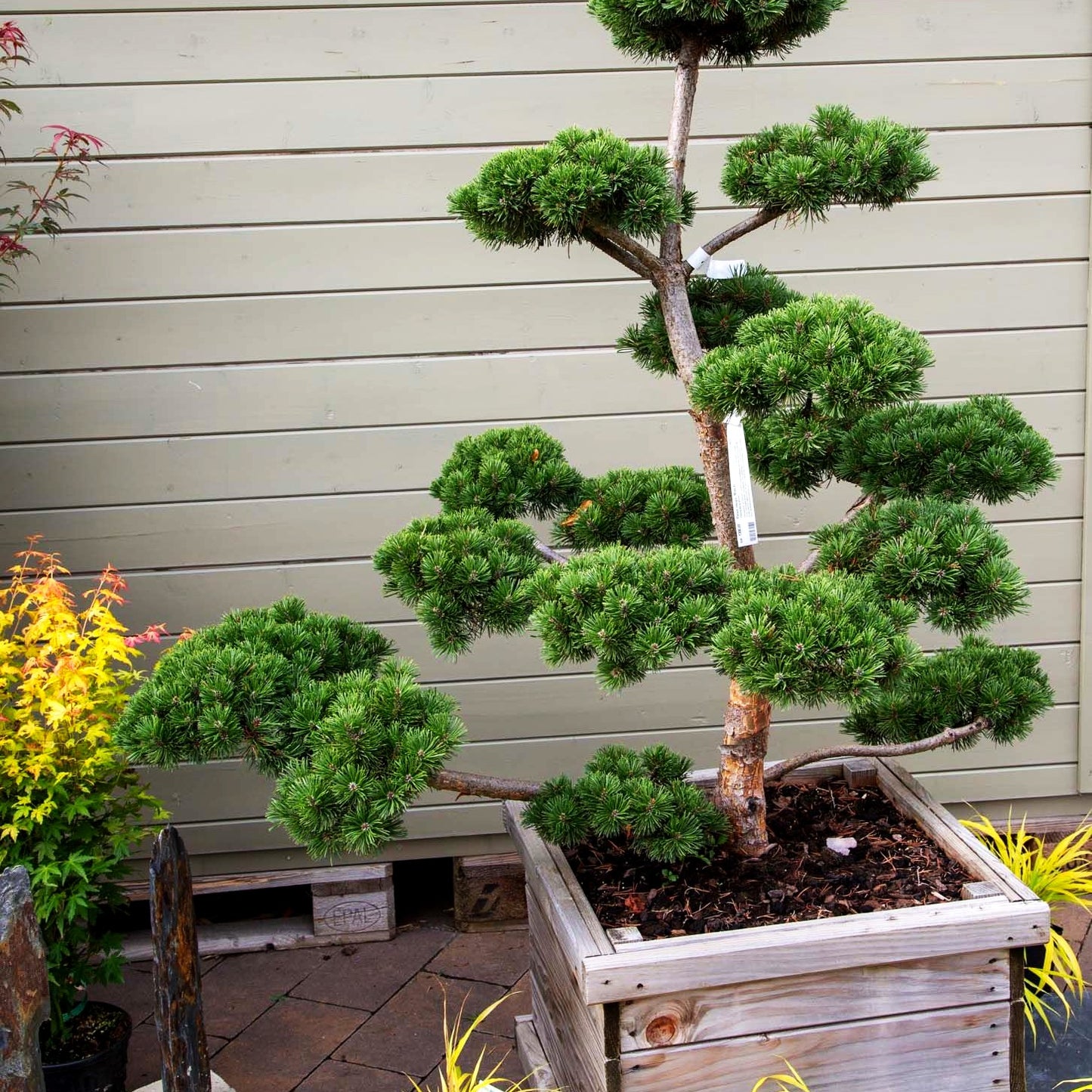 Zwerg-Berg-Kiefer 'March' (Pinus mugo)