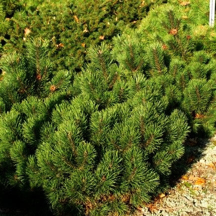 Zwerg-Berg-Kiefer 'March' (Pinus mugo)