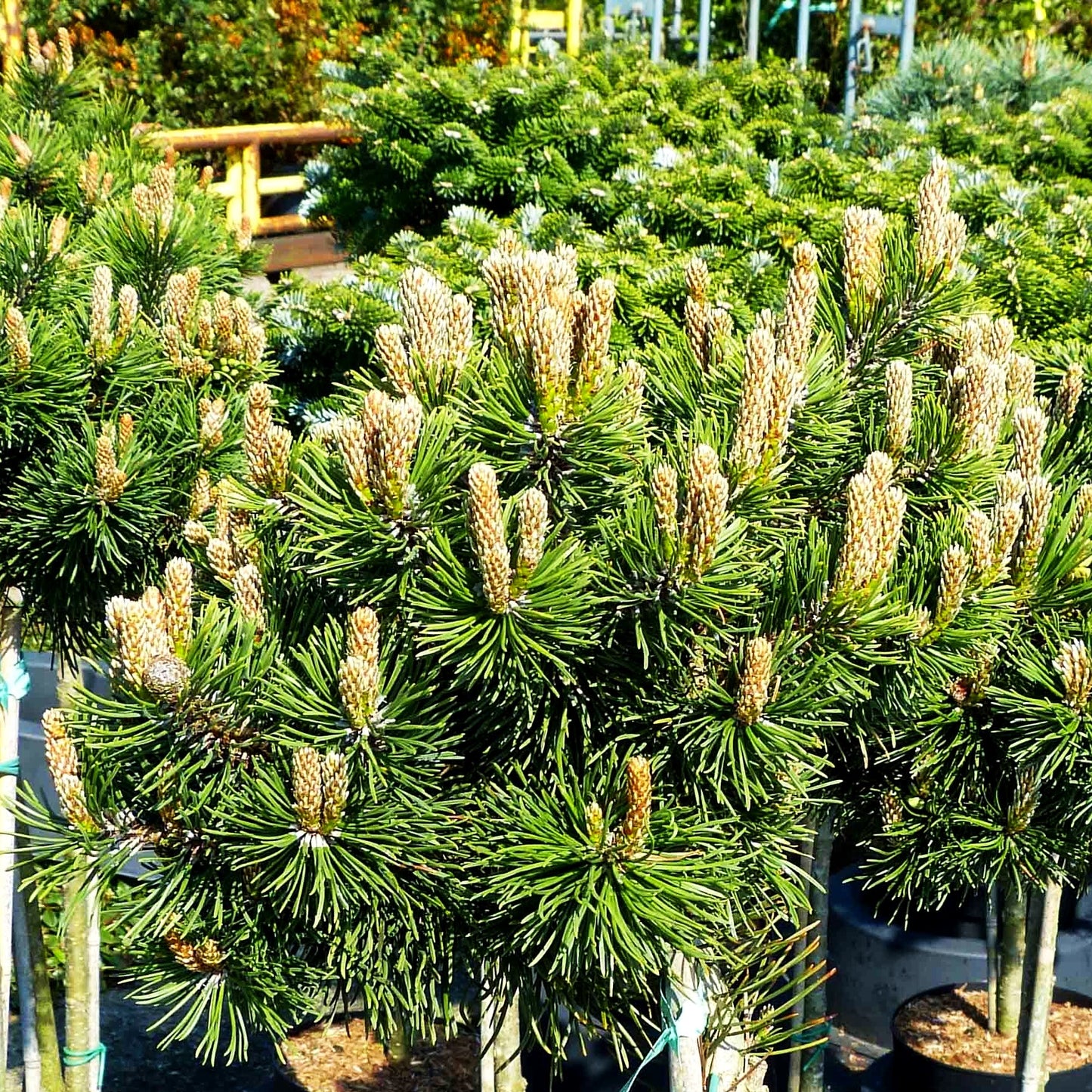 Zwerg-Berg-Kiefer 'March' (Pinus mugo)