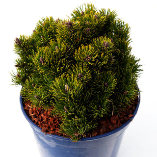 Zwerg-Berg-Kiefer 'Picobello' (Pinus mugo)