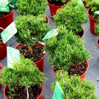 Zwerg-Berg-Kiefer 'Picobello' (Pinus mugo)