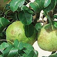 Zwerg-Birne 'Garden Pearl' (Pyrus com.)