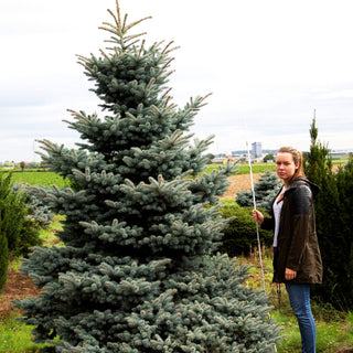 Zwerg-Blau-Fichte 'Glauca Globosa' (Picea pungens)