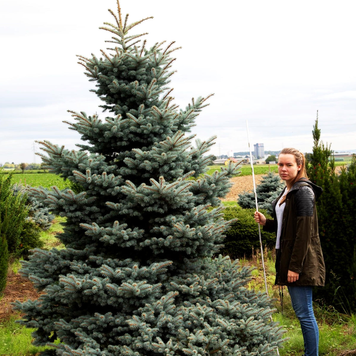 Zwerg-Blau-Fichte 'Glauca Globosa' (Picea pungens)