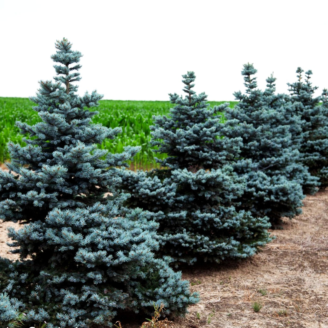 Zwerg-Blau-Fichte 'Glauca Globosa' (Picea pungens)