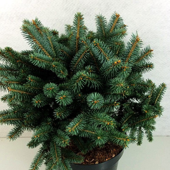 Zwerg-Blau-Fichte 'Glauca Globosa' (Picea pungens)