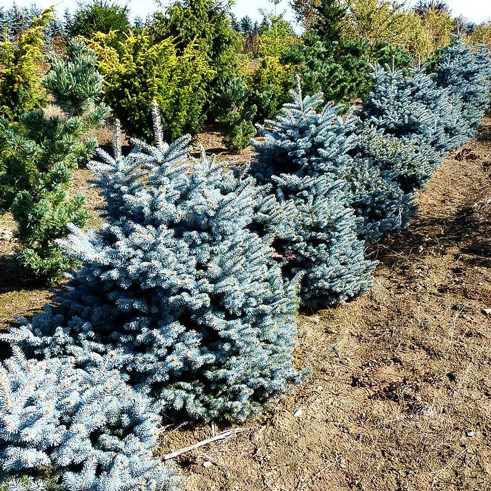 Zwerg-Blau-Fichte 'Glauca Globosa' (Picea pungens)