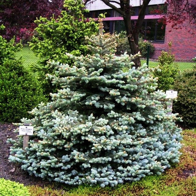 Zwerg-Blau-Fichte 'Glauca Globosa' (Picea pungens)