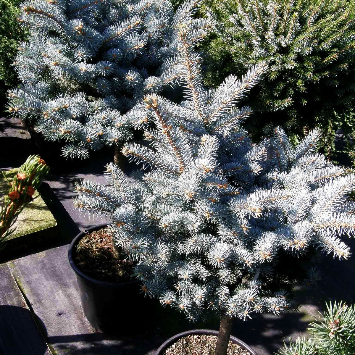 Zwerg-Blau-Fichte 'Glauca Globosa' (Picea pungens)