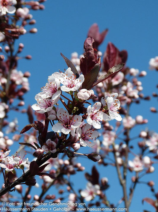 Zwerg-Blut-Pflaume (Prunus x cistena)