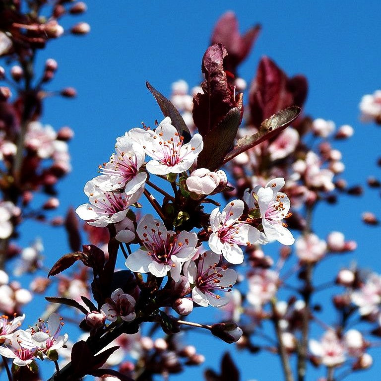Zwerg-Blut-Pflaume (Prunus x cistena)
