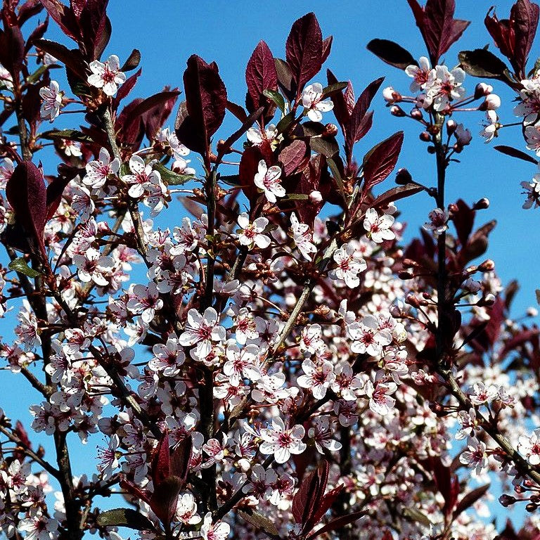Zwerg-Blut-Pflaume (Prunus x cistena)