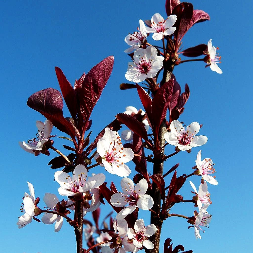 Zwerg-Blut-Pflaume (Prunus x cistena)
