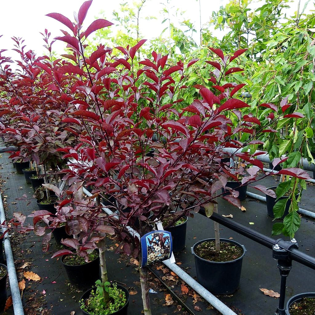Zwerg-Blut-Pflaume (Prunus x cistena)