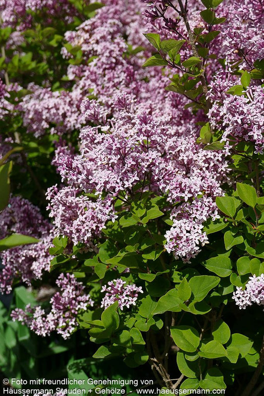 Zwerg-Duft-Flieder 'Josee' (Syringa meyeri)