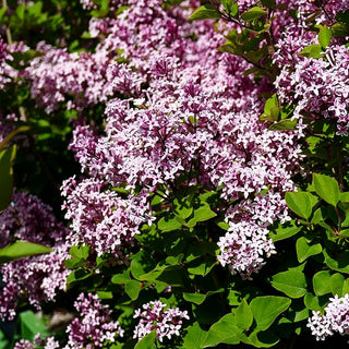 Zwerg-Duft-Flieder 'Josee' (Syringa meyeri)