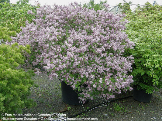 Zwerg-Duft-Flieder 'Palibin' (Syringa meyeri)