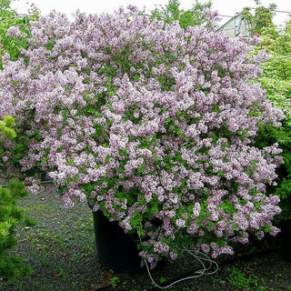 Zwerg-Duft-Flieder 'Palibin' (Syringa meyeri)