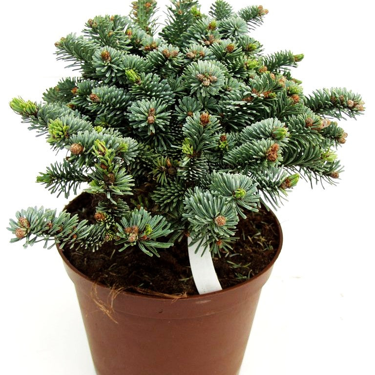Zwerg-Edel-Tanne 'Blaue Hexe' (Abies procera)