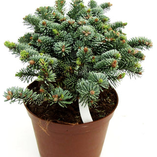 Zwerg-Edel-Tanne 'Blaue Hexe' (Abies procera)
