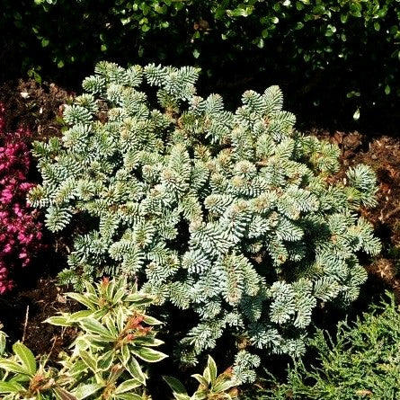 Zwerg-Edel-Tanne 'Blaue Hexe' (Abies procera)
