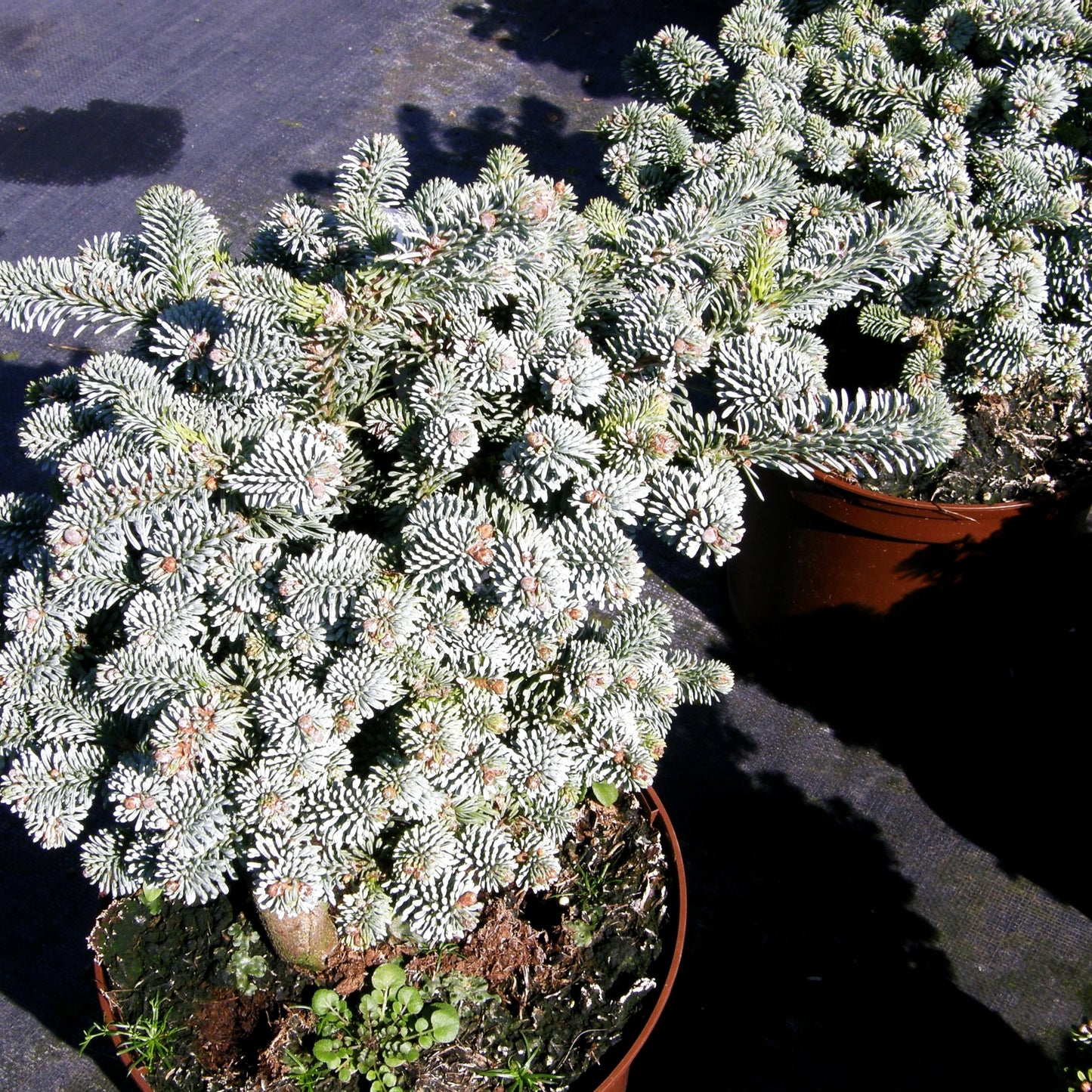 Zwerg-Edel-Tanne 'Blaue Hexe' (Abies procera)