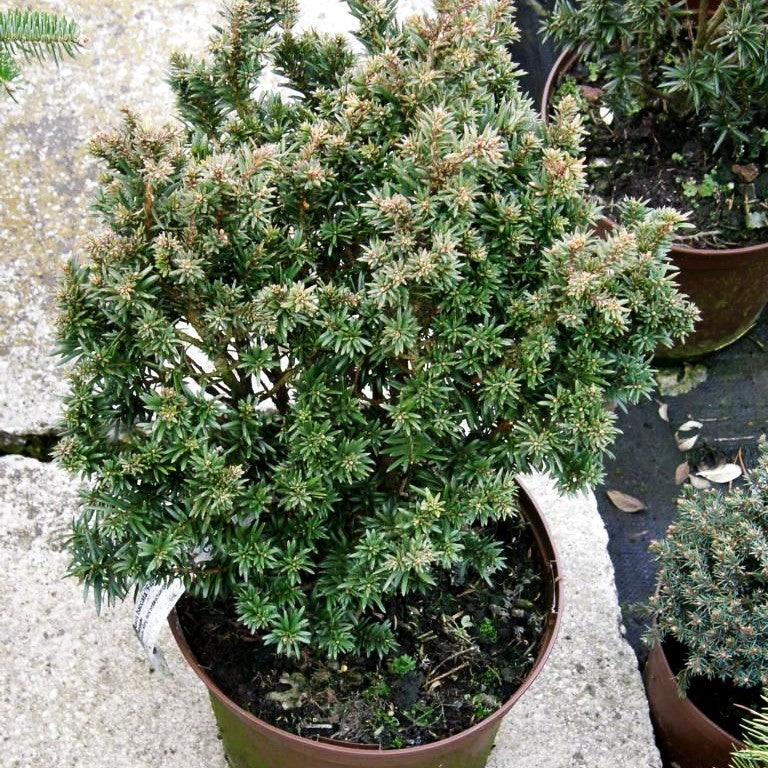 Zwerg-Eibe 'Fips' (Taxus baccata)