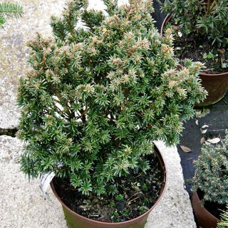 Zwerg-Eibe 'Fips' (Taxus baccata)