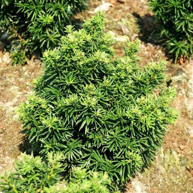 Zwerg-Eibe 'Fips' (Taxus baccata)