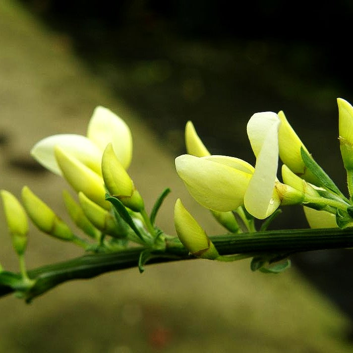Zwerg-Elfenbein-Ginster (Cytisus x kewensis)