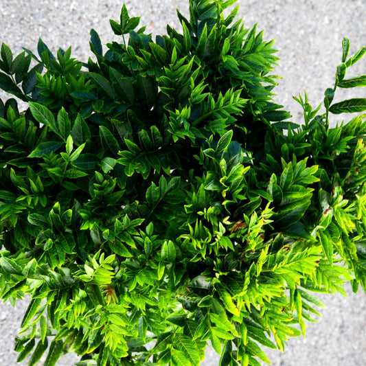 Zwerg-Esche 'Abiona' (Fraxinus exc.)