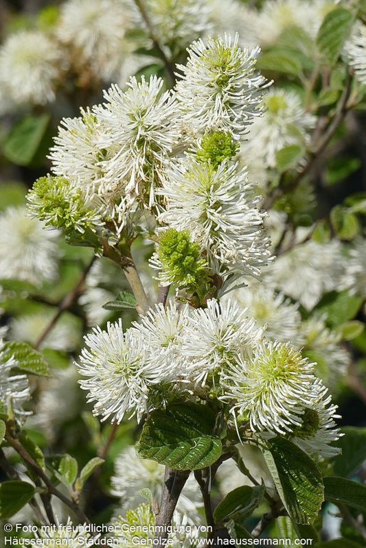 Zwerg-Federbuschstrauch 'Blue Shadow' (Fothergilla x intermedia)