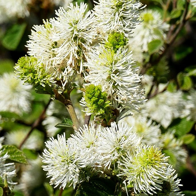 Zwerg-Federbuschstrauch 'Blue Shadow' (Fothergilla x intermedia)