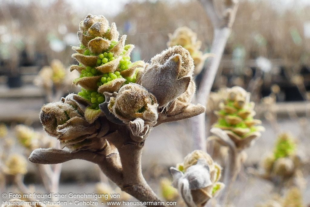 Zwerg-Federbuschstrauch 'Blue Shadow' (Fothergilla x intermedia)
