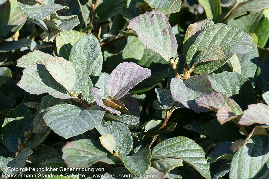 Zwerg-Federbuschstrauch 'Blue Shadow' (Fothergilla x intermedia)