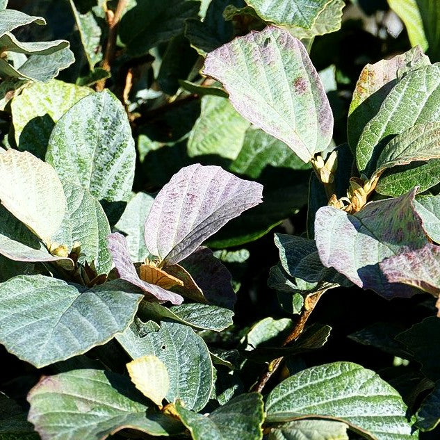 Zwerg-Federbuschstrauch 'Blue Shadow' (Fothergilla x intermedia)