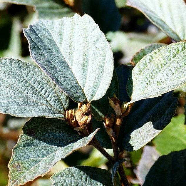Zwerg-Federbuschstrauch 'Blue Shadow' (Fothergilla x intermedia)