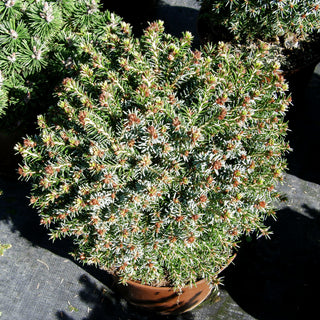 Zwerg-Fichte 'Blue Planet' (Picea glauca)