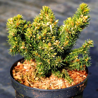Zwerg-Fichte 'Cy's Wonder' (Picea glauca)
