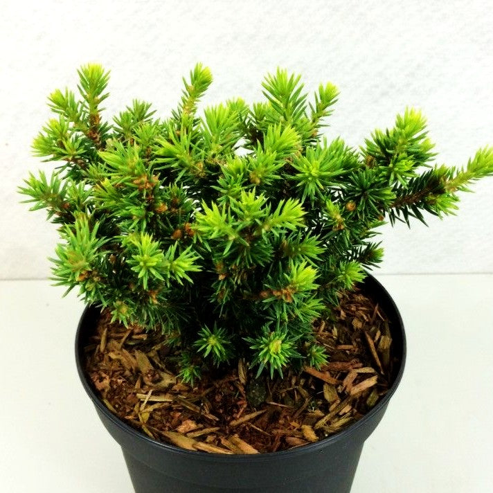 Zwerg-Fichte 'Cy's Wonder' (Picea glauca)