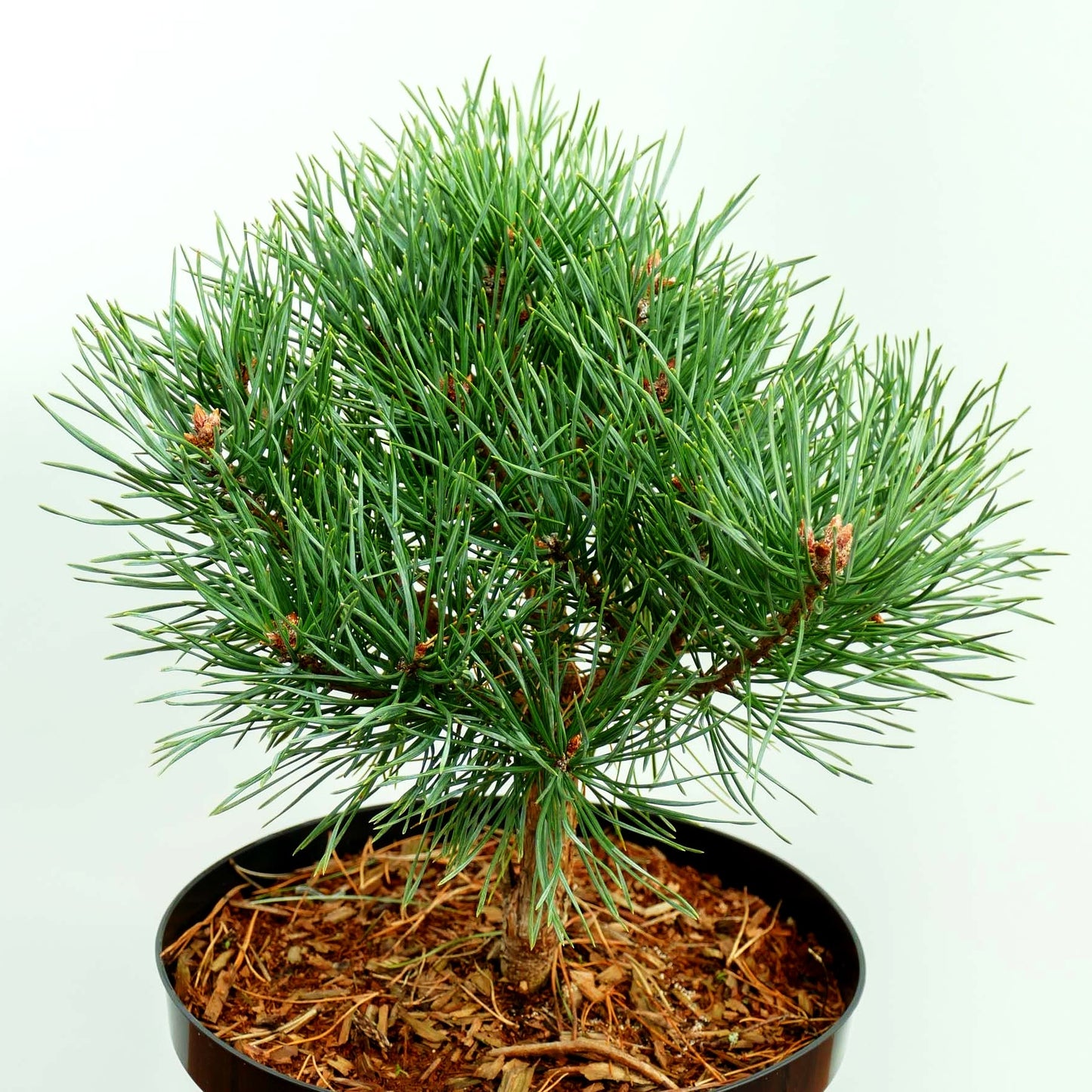 Zwerg-Föhre 'Beuvronensis' (Pinus sylvestris)