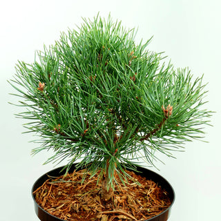 Zwerg-Föhre 'Beuvronensis' (Pinus sylvestris)
